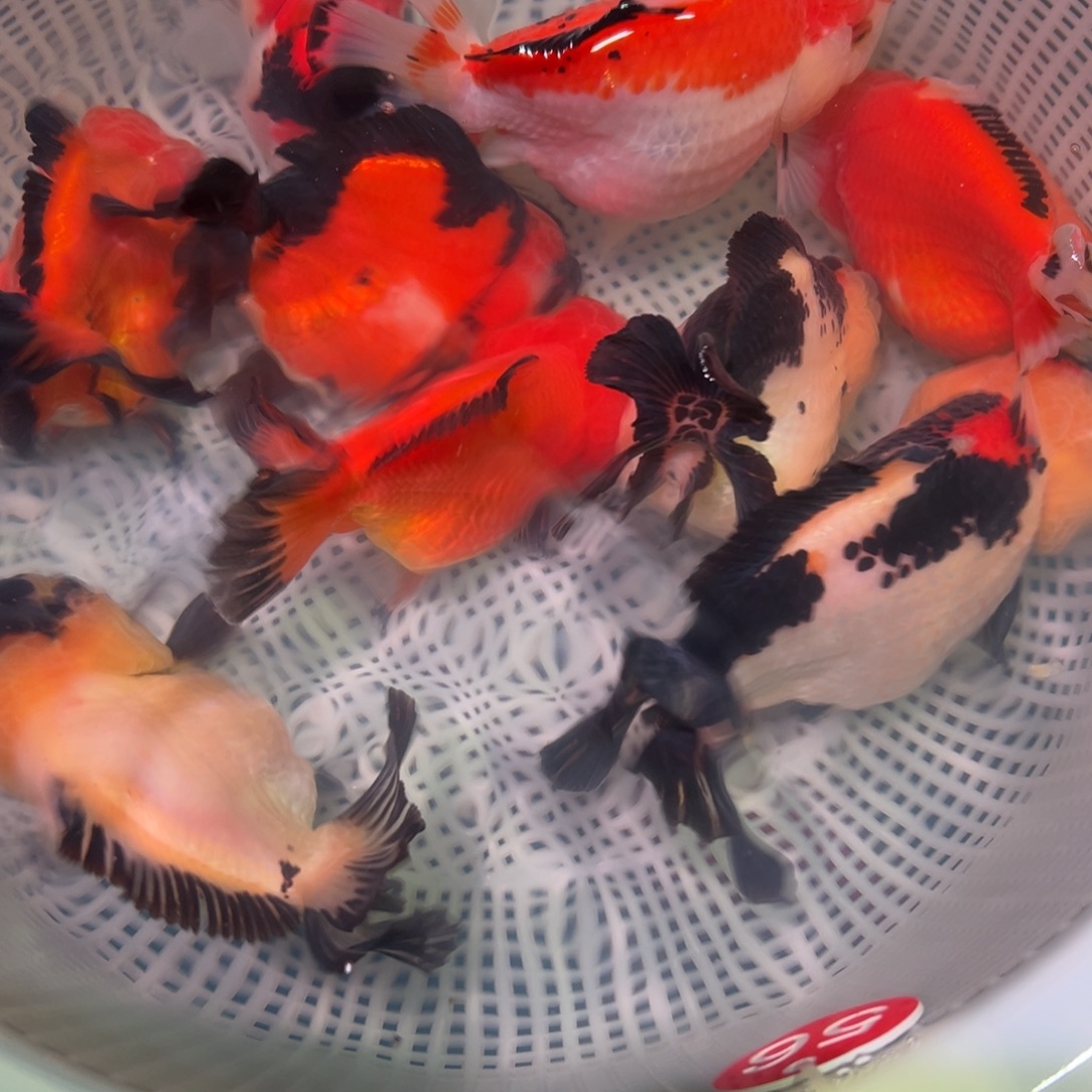 金鱼冷水观赏鱼混搭