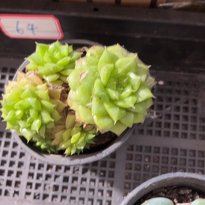 圆盆大叶麦秆带盆土发
