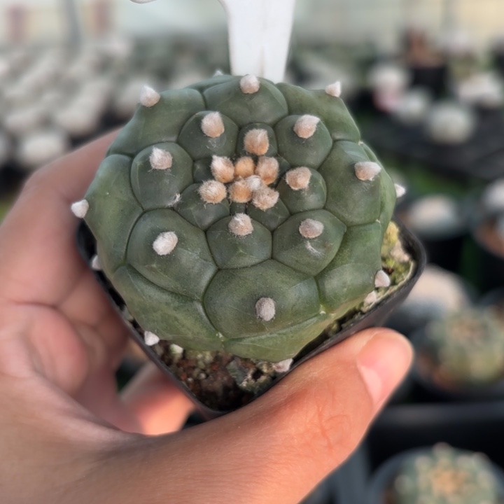 601实生龟甲好养皮实