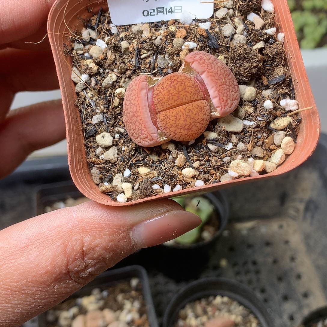 K371多肉植物保护研究所