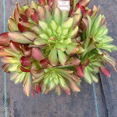 766韶华多肉植物