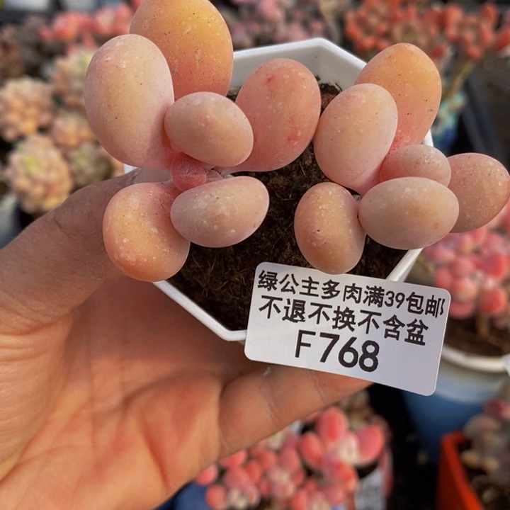 蛋黄奶双头768多肉