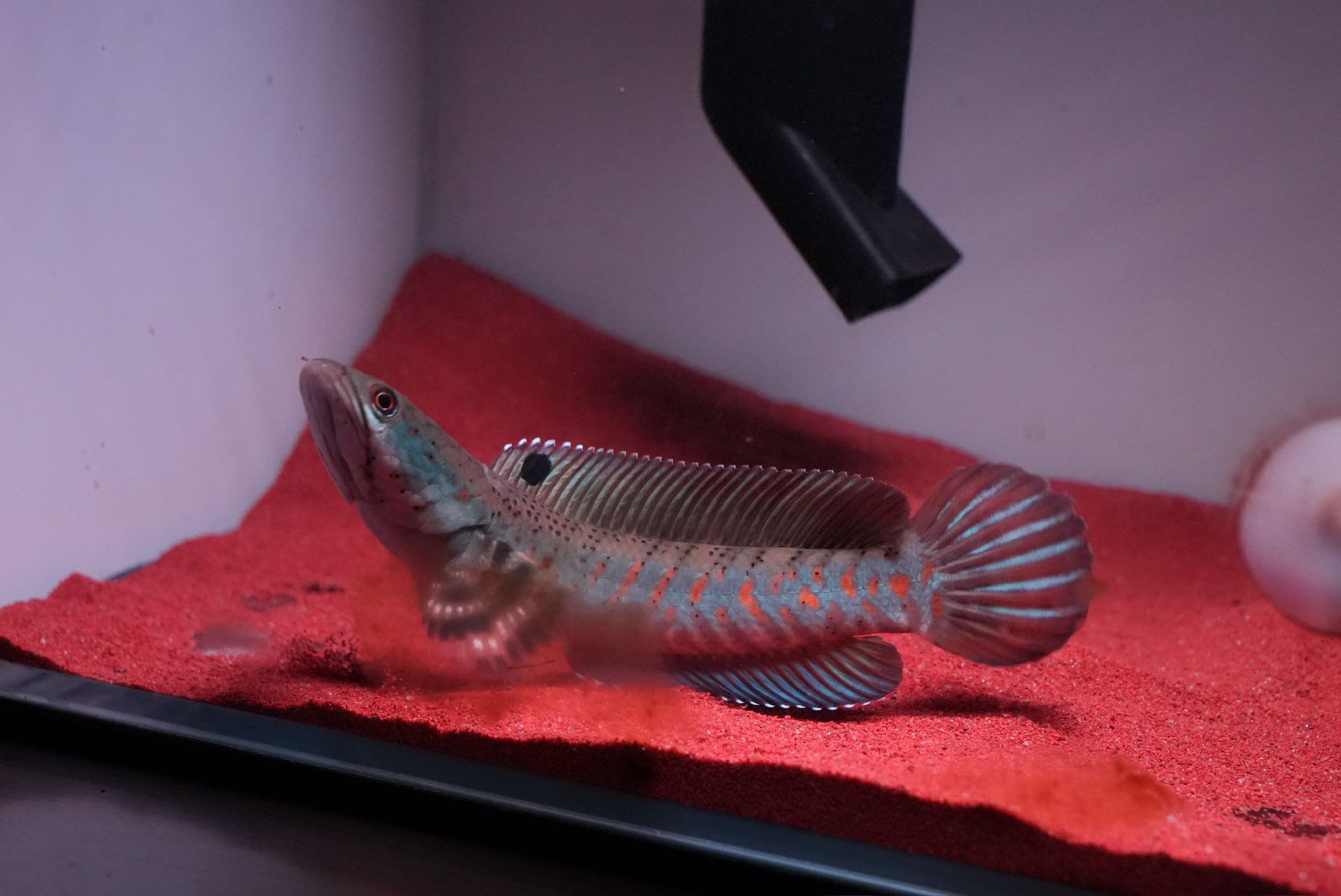 幻彩红宝石，幻红雷龙