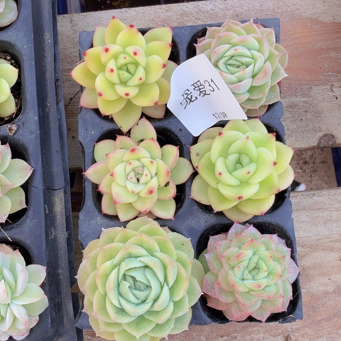 直播福利一物一拍31