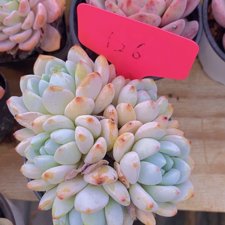 多肉植物。开心多肉