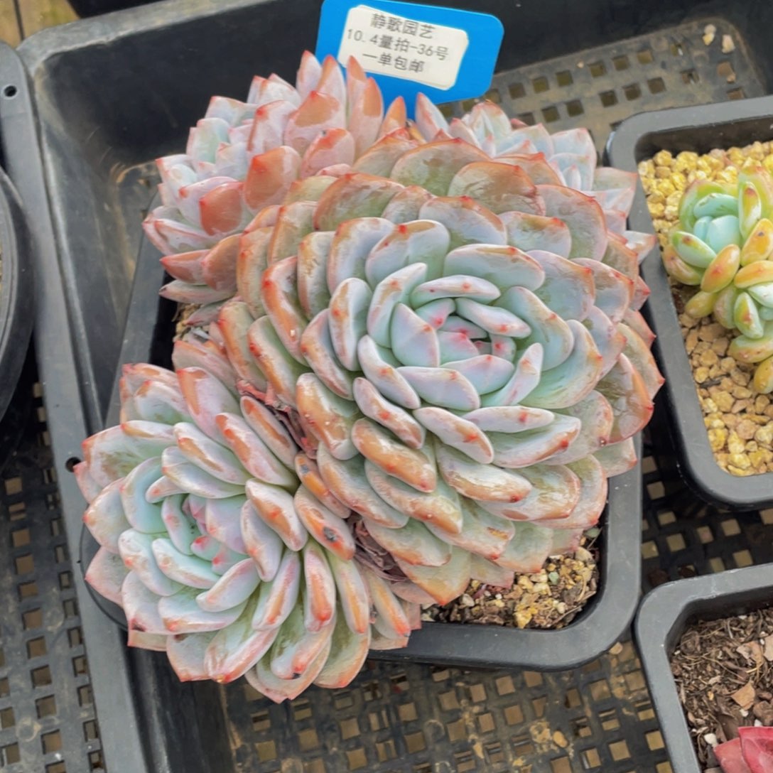 1004-36-韩版梦露大群生一颗