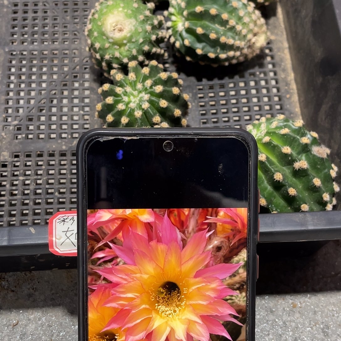 彩 如梦侧芽歪5公分左右