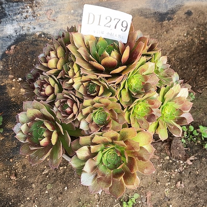 1279红魔多肉断侧枝不包