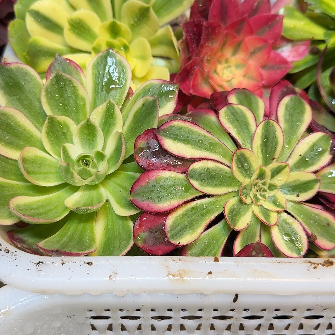 8棵10公分左右不同品种法师