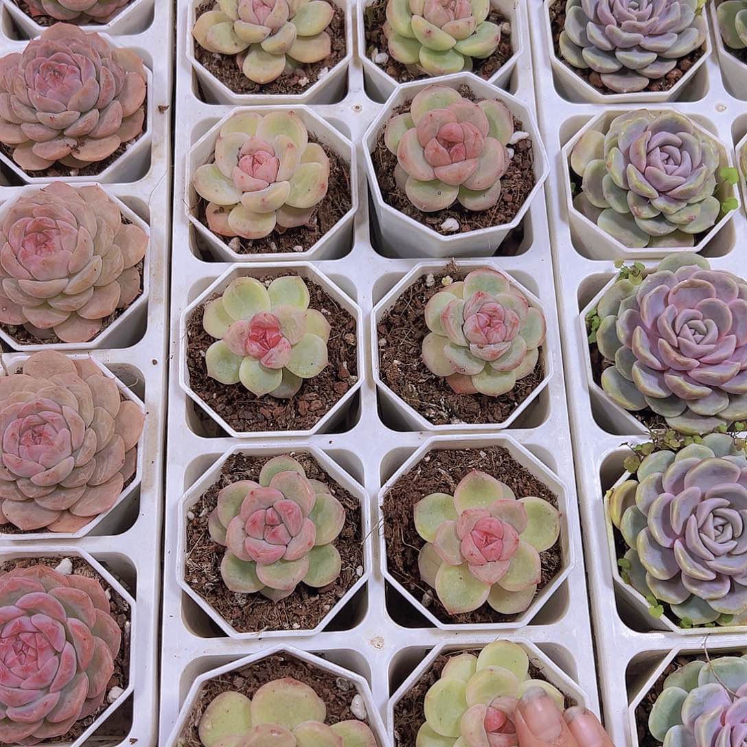 安娜珍妮样品福利19包邮