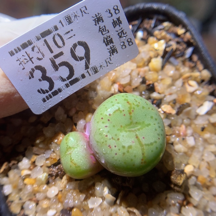 精品生石花310.359