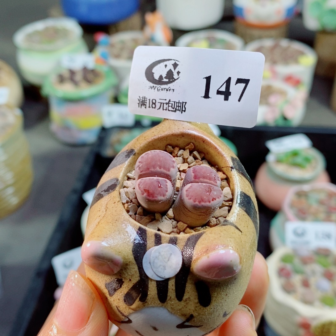 生石花花花花花花花花147