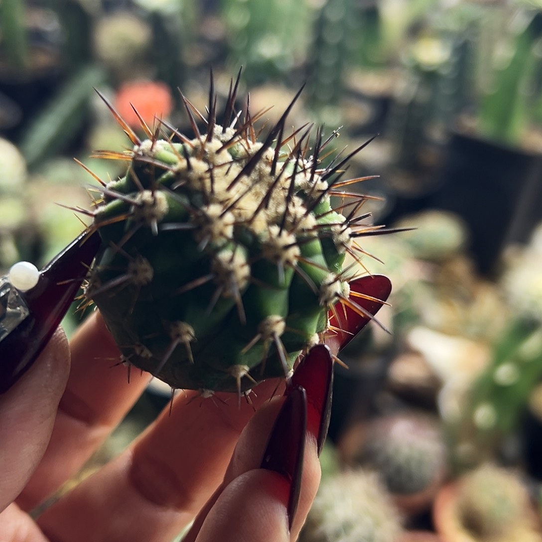 孤龙仙人球1111111111