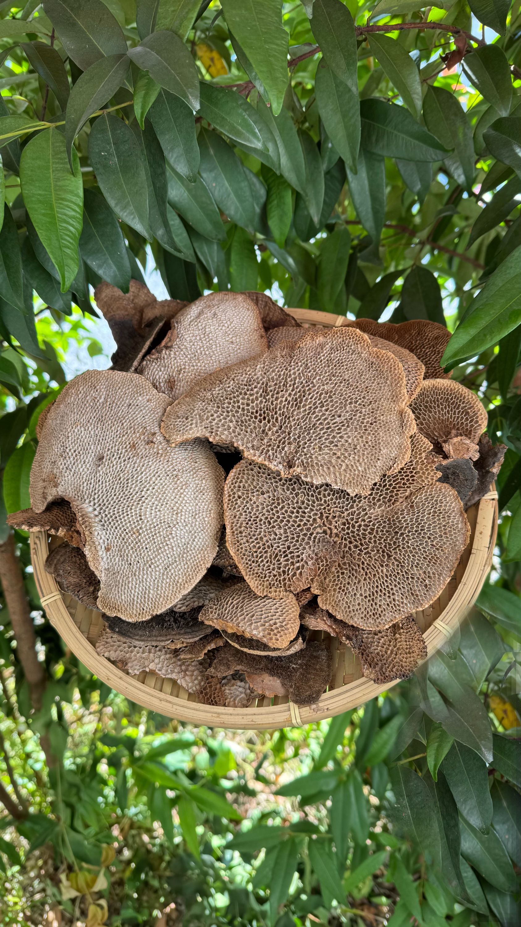 云南边境山货  精品优选蜂窝