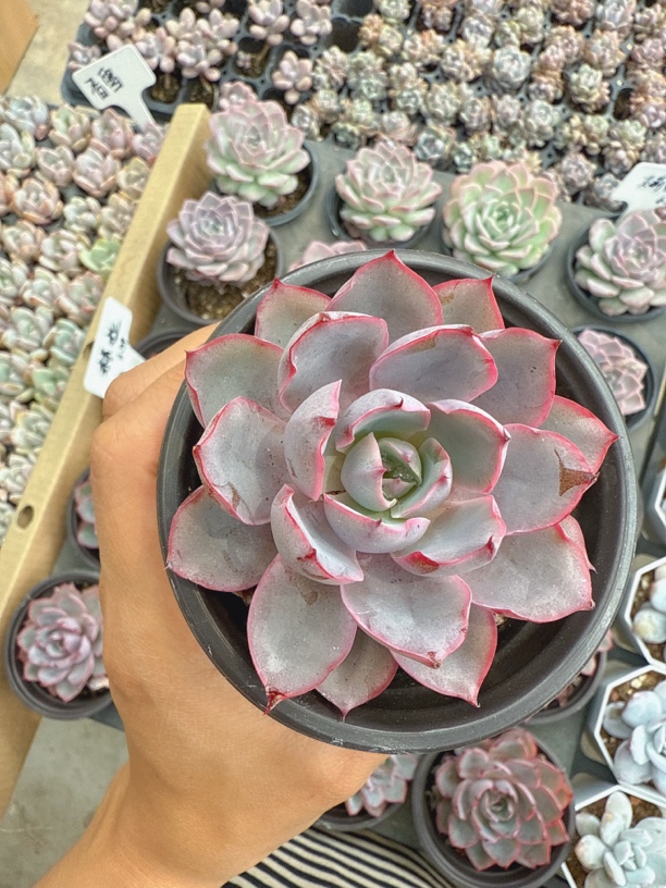 精致赫拉 多肉植物