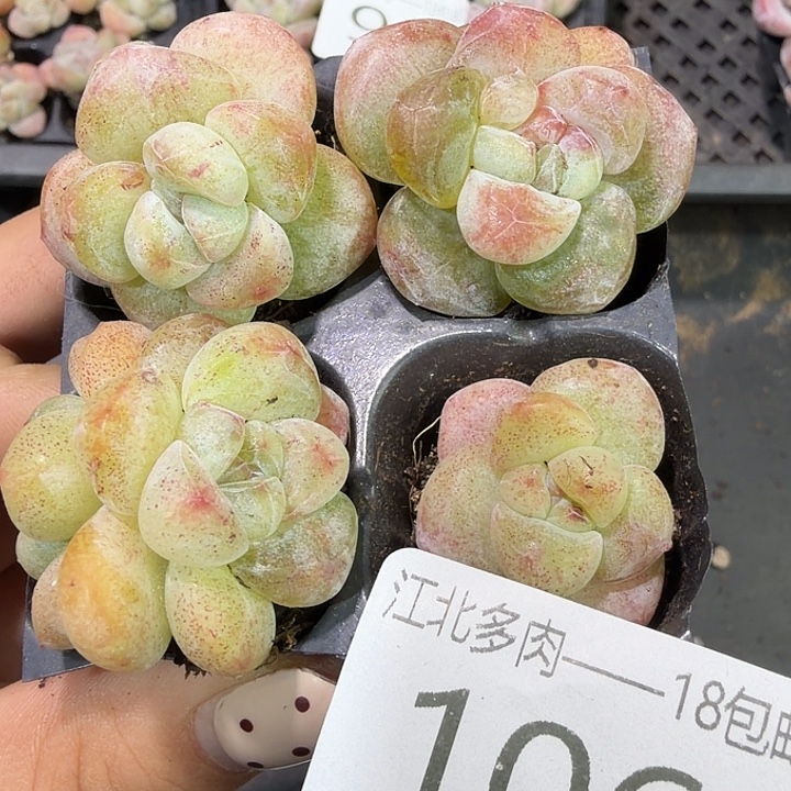 用***6106 号到手1框一物一拍