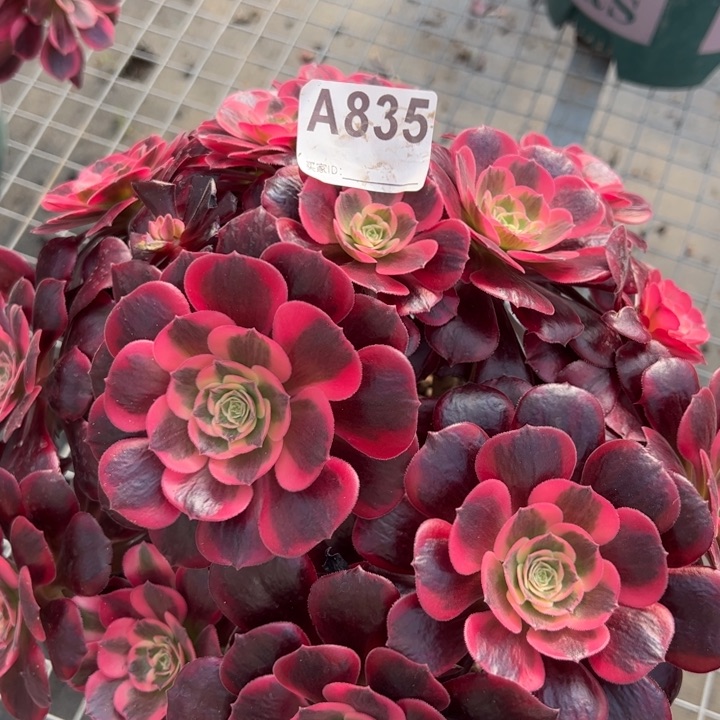 835凤冠30厘米左右