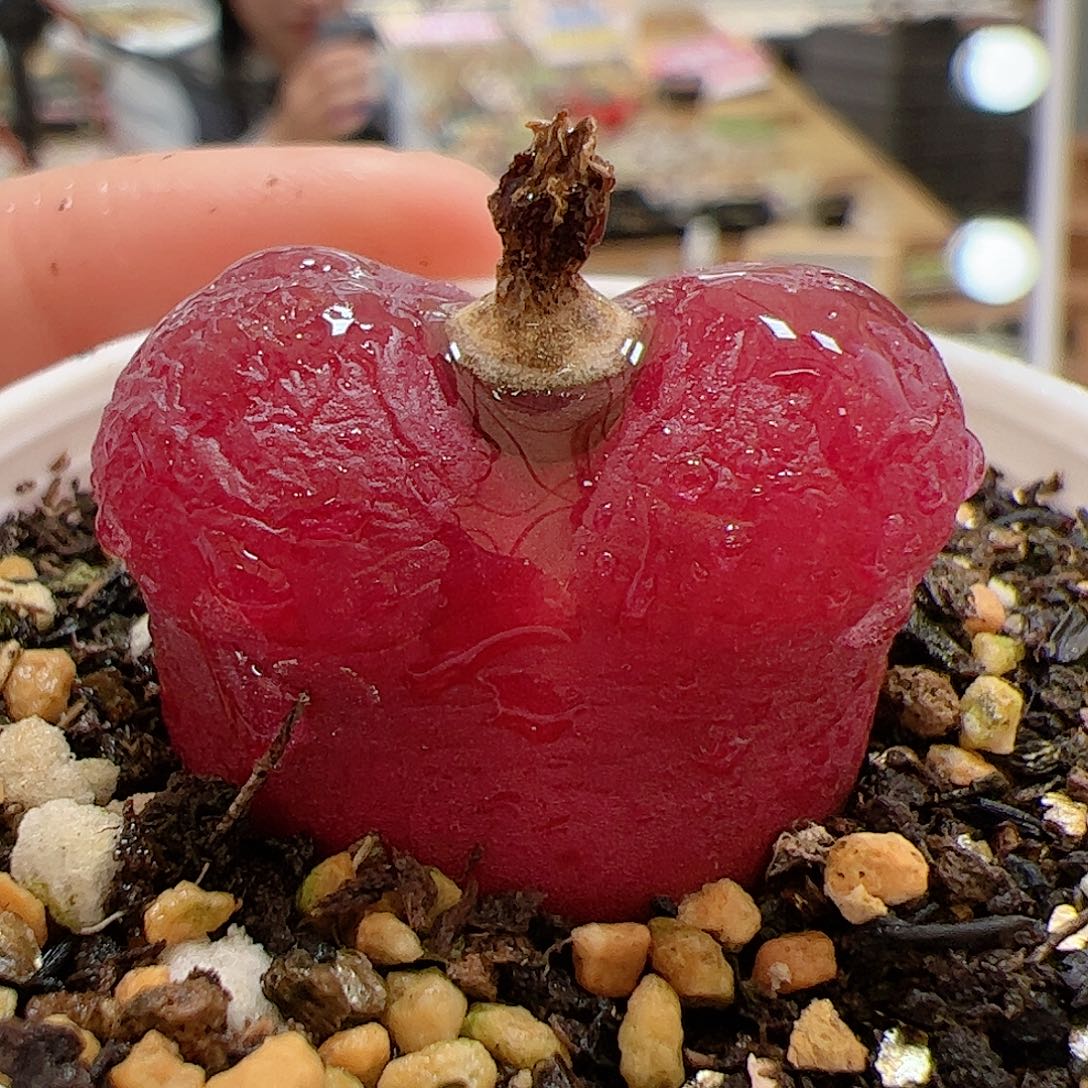 【闪购商品】71 车厘子