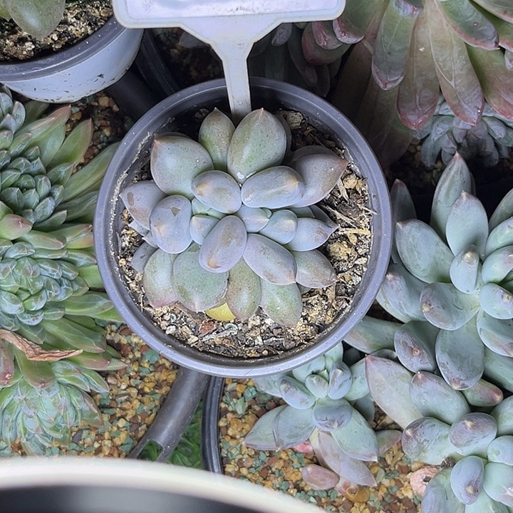 多肉植物胖体哥特678