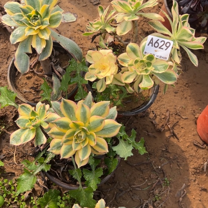 组合3颗多肉植物629.