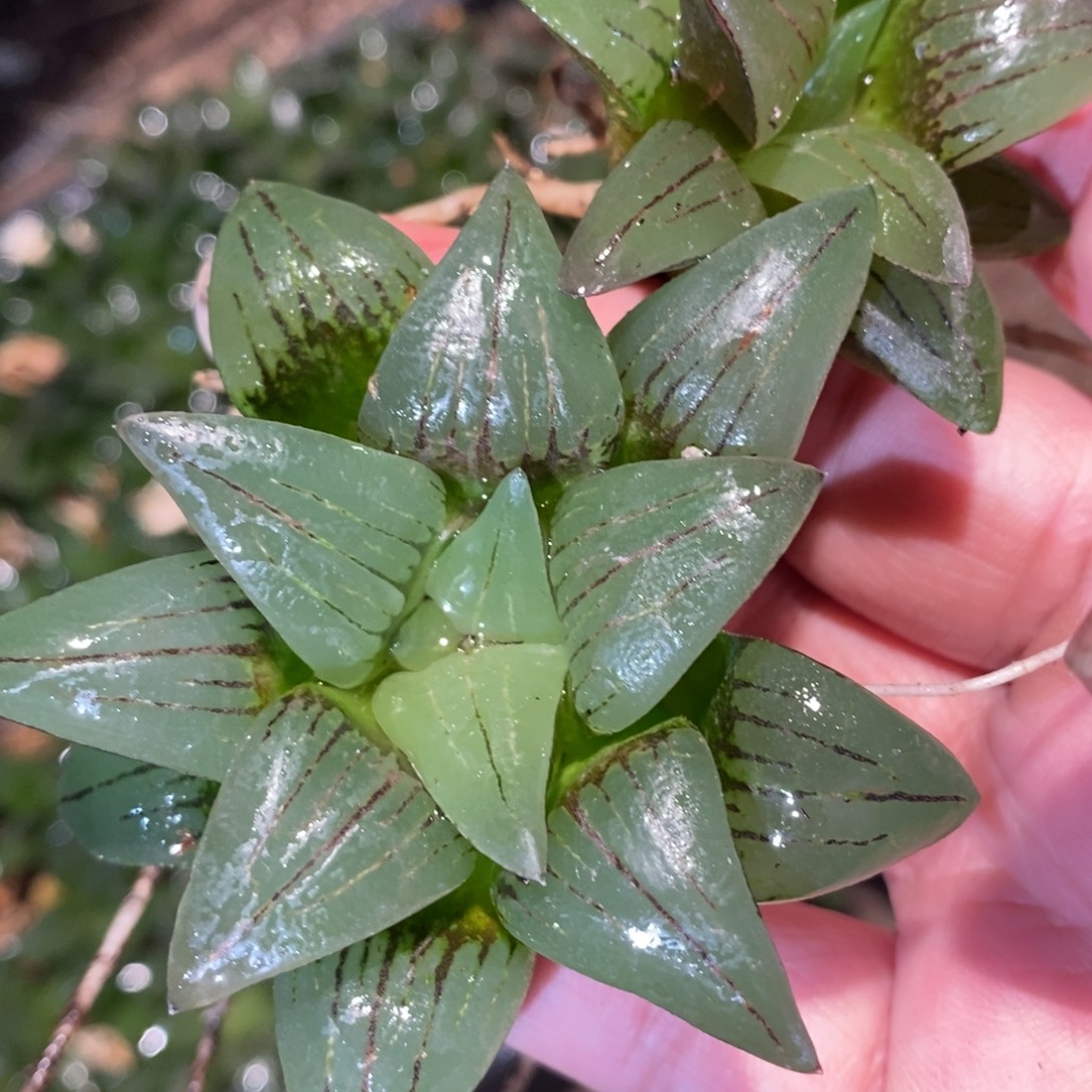 128  一颗优选有锦基因大红纹寿 挑大的发货 新年整点福利