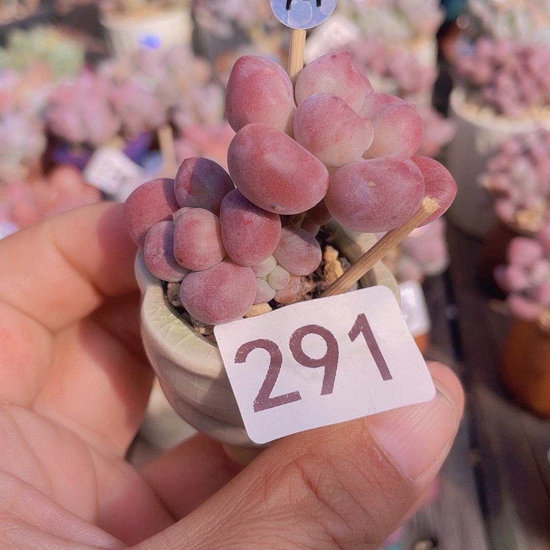 奶尖多肉植物多肉
