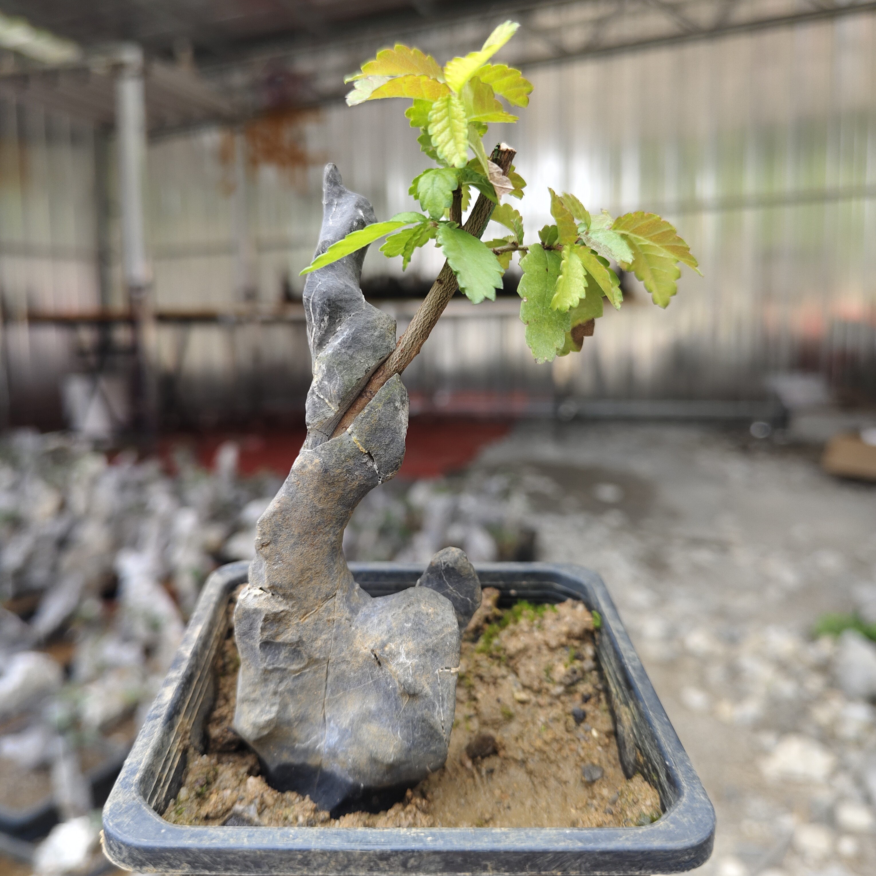 附石盆景直播间专用连接