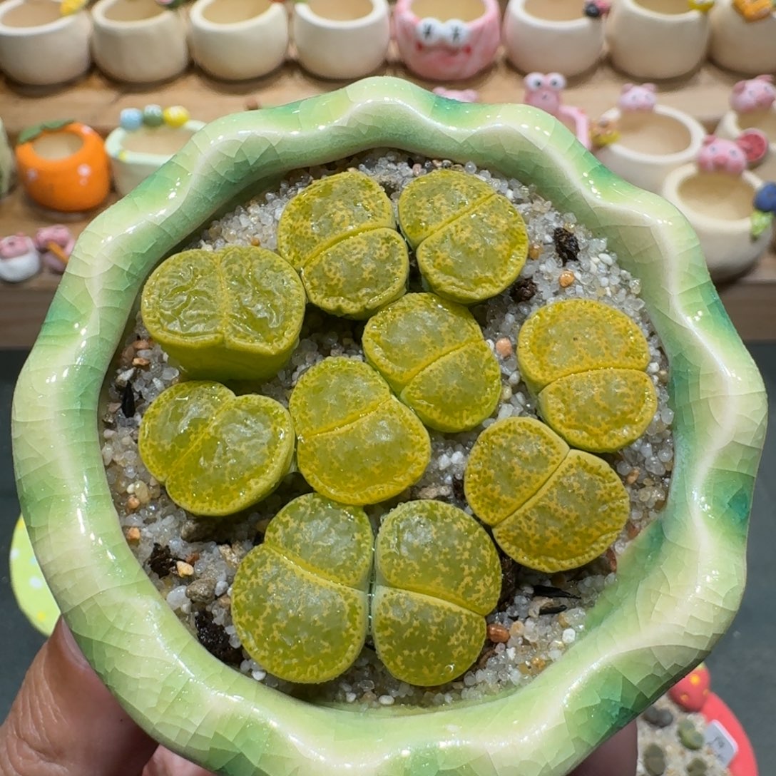 蘑菇1126绿紫薰多肉植物