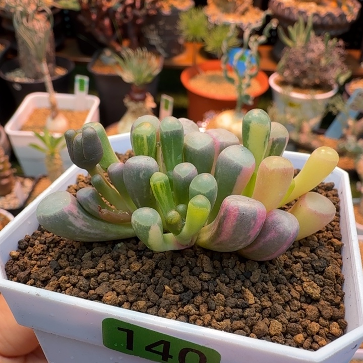 五十铃玉锦140 仙人球