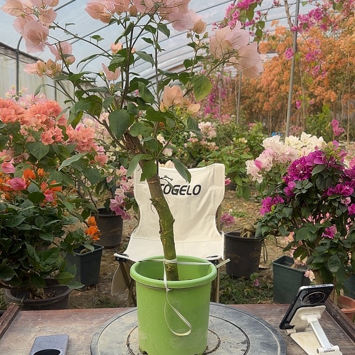 A***楊完全开放哈哈哈哈哈哈哈