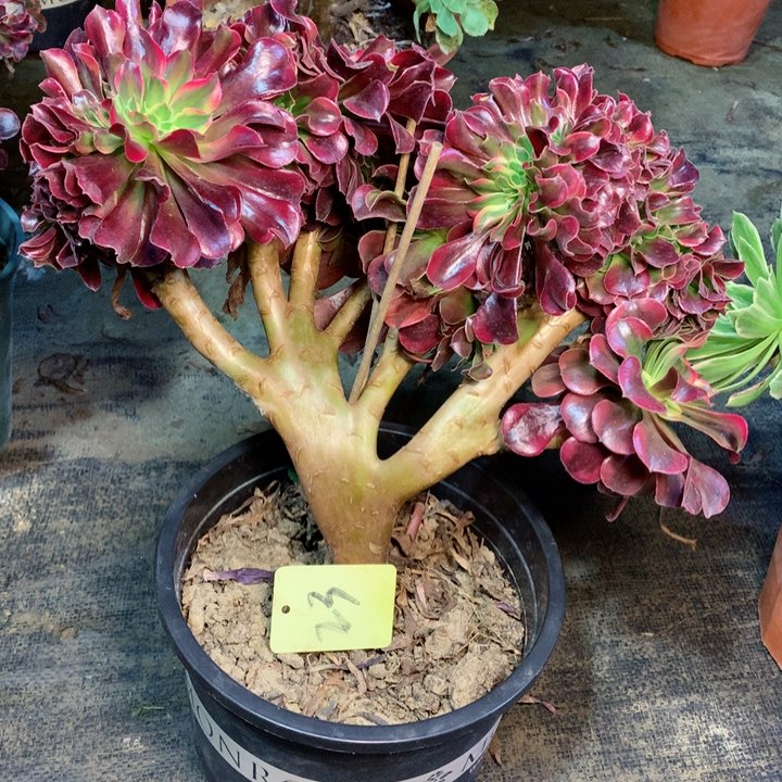 23珊瑚绒缀多肉一物一拍