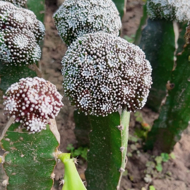 松针牡丹三角嫁接