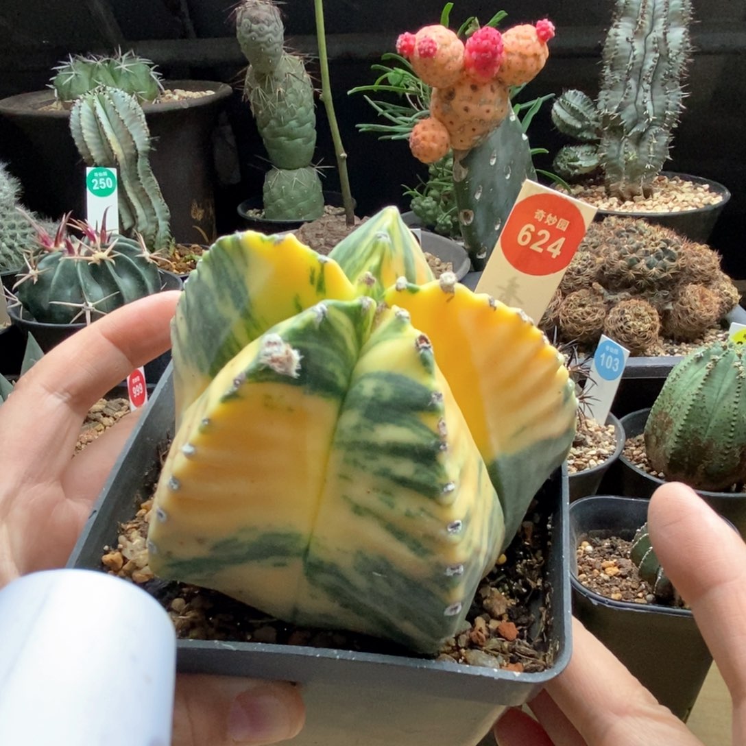 自根龟甲鸾凤玉锦9cm