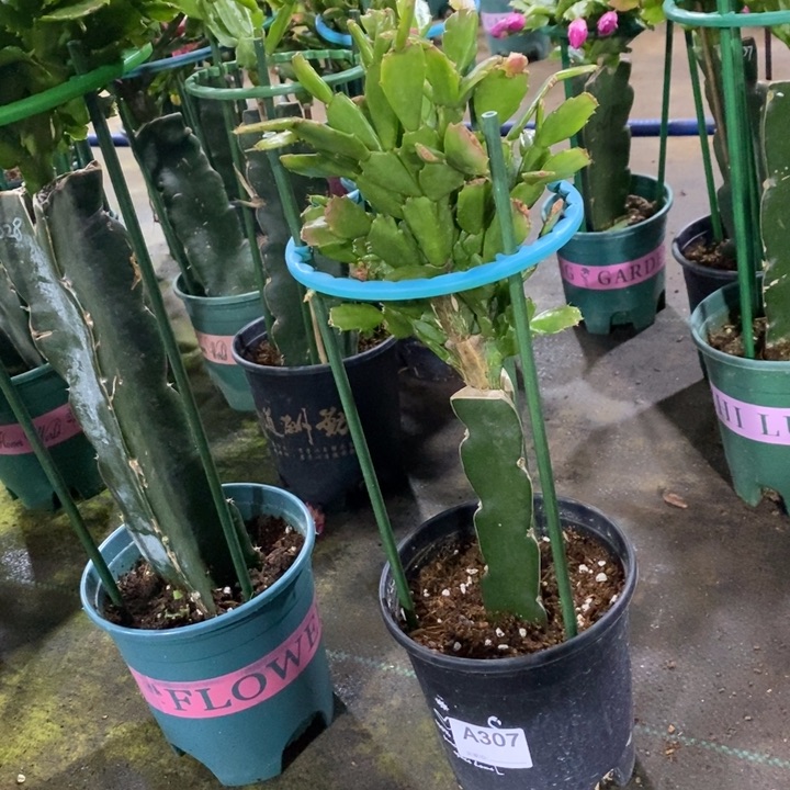 大部分花苞少量开放307嫁接028