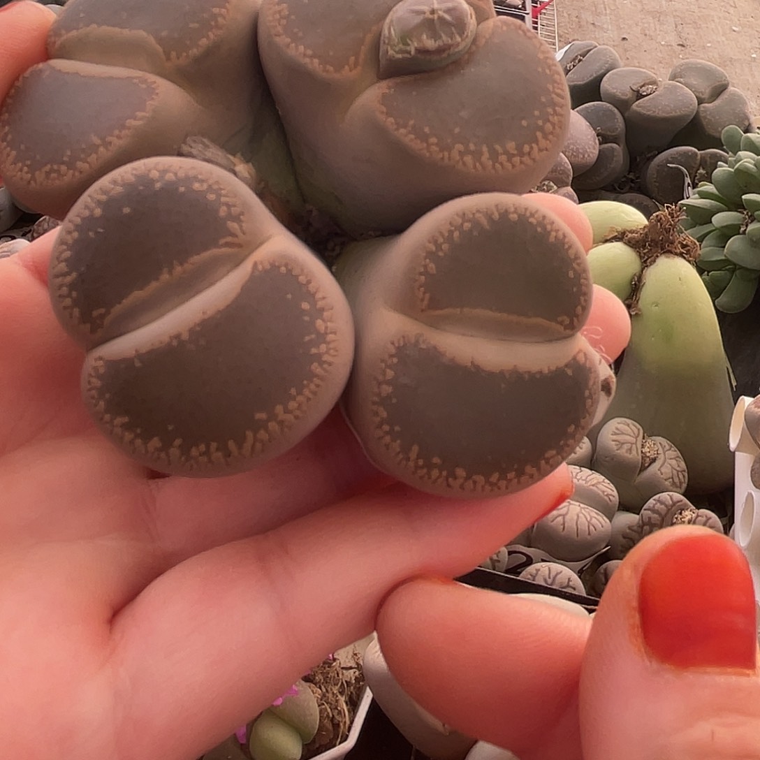 生石花一颗405000