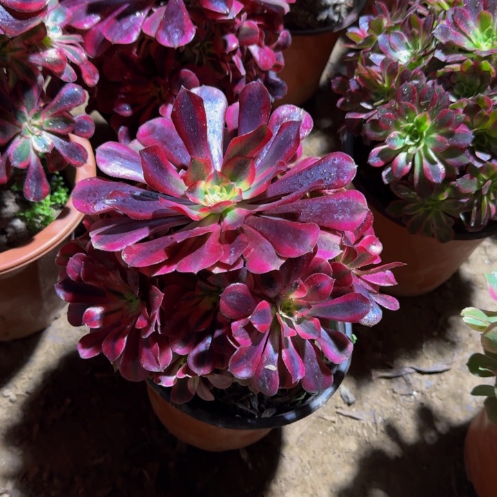 美杜莎周正脱土发货9.9