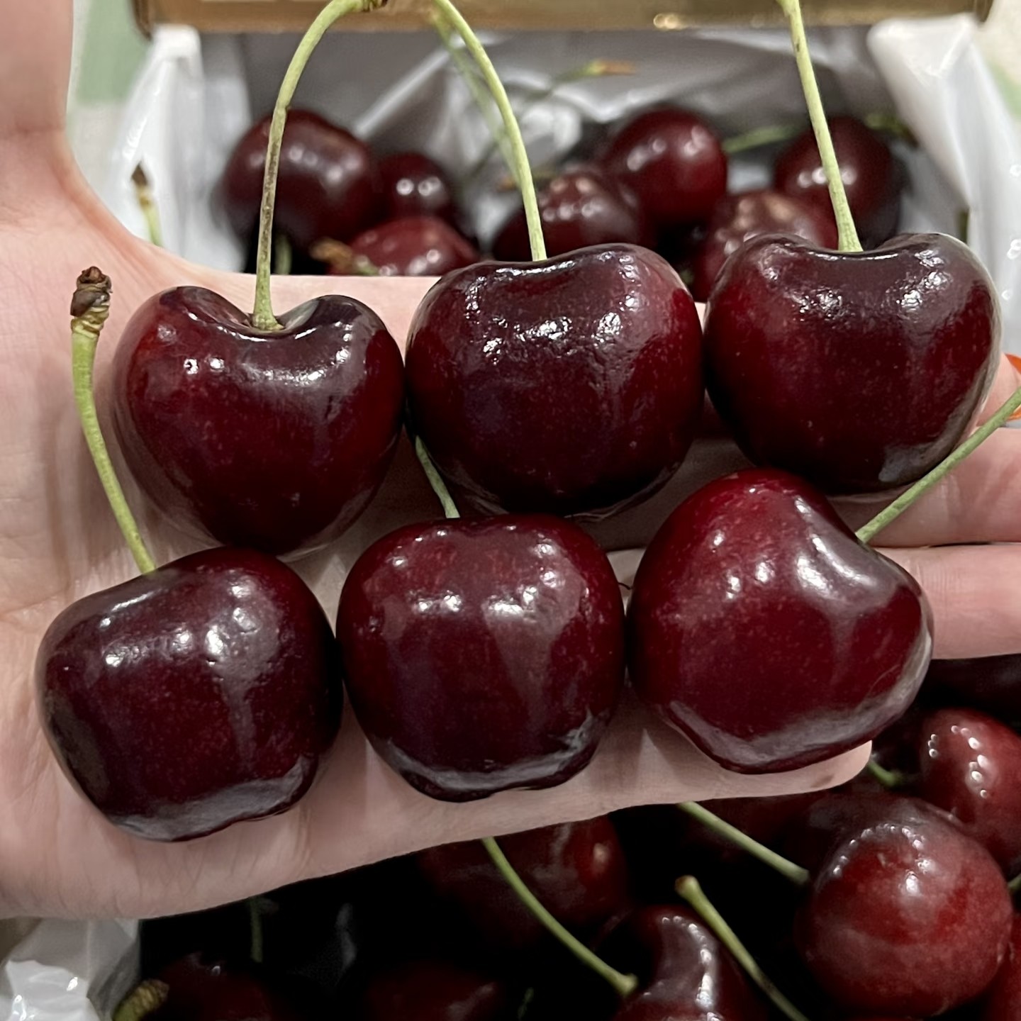 MedaRex智利进口海运车厘子单J 一斤桑提娜樱桃智利共和国