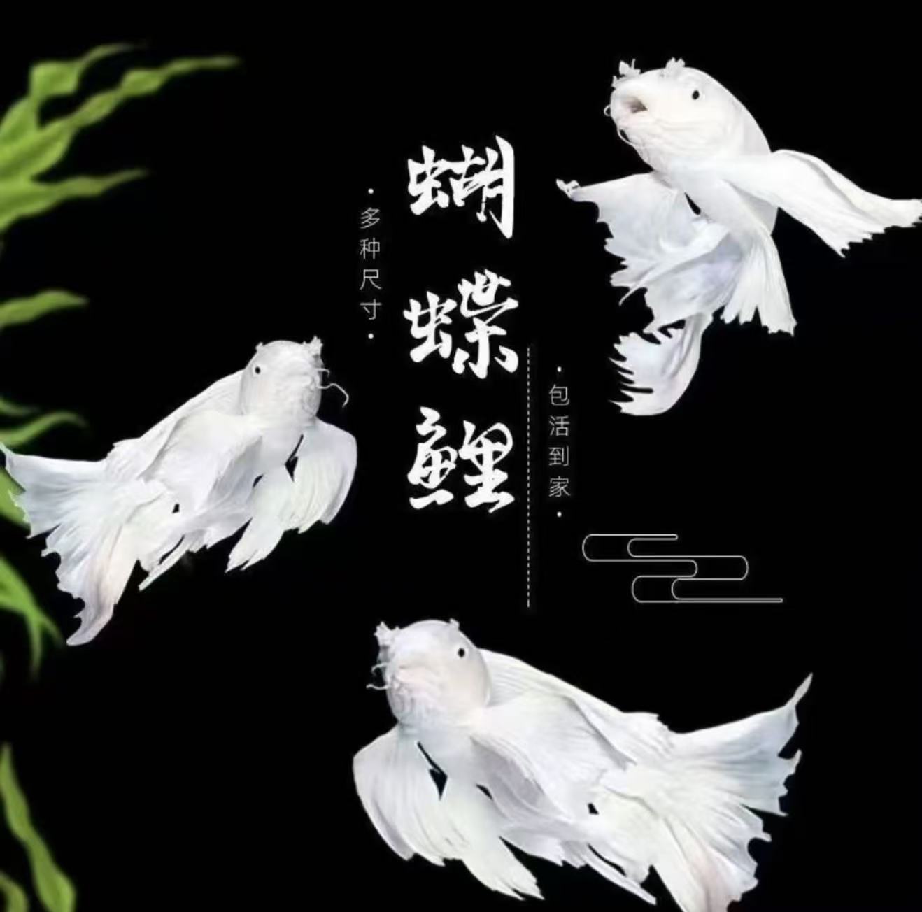 [白短球20-25cm]球体短身白色蝴蝶鲤鱼赛级观赏鱼渔场直发