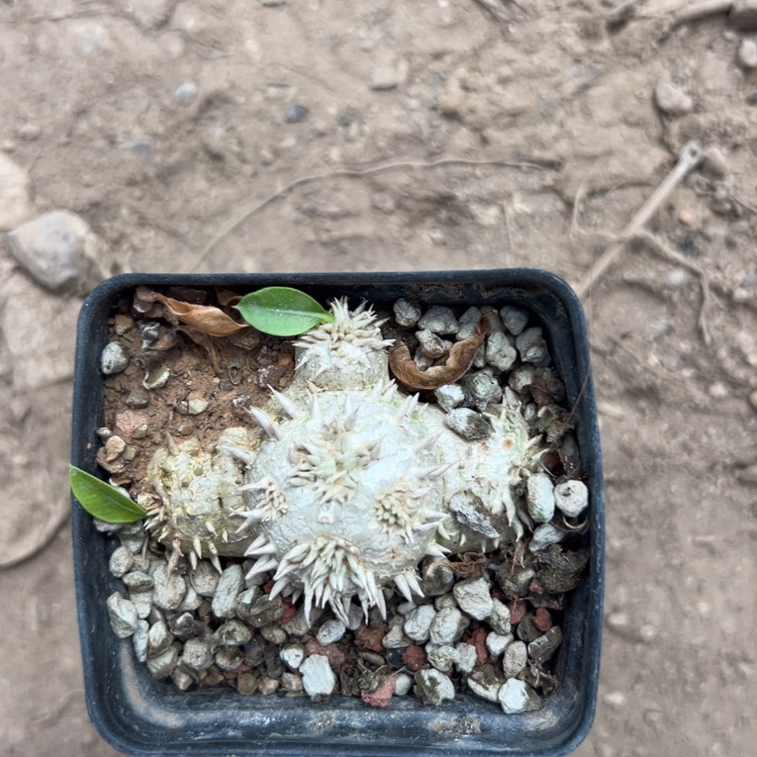 井***组零零落落 零零落落