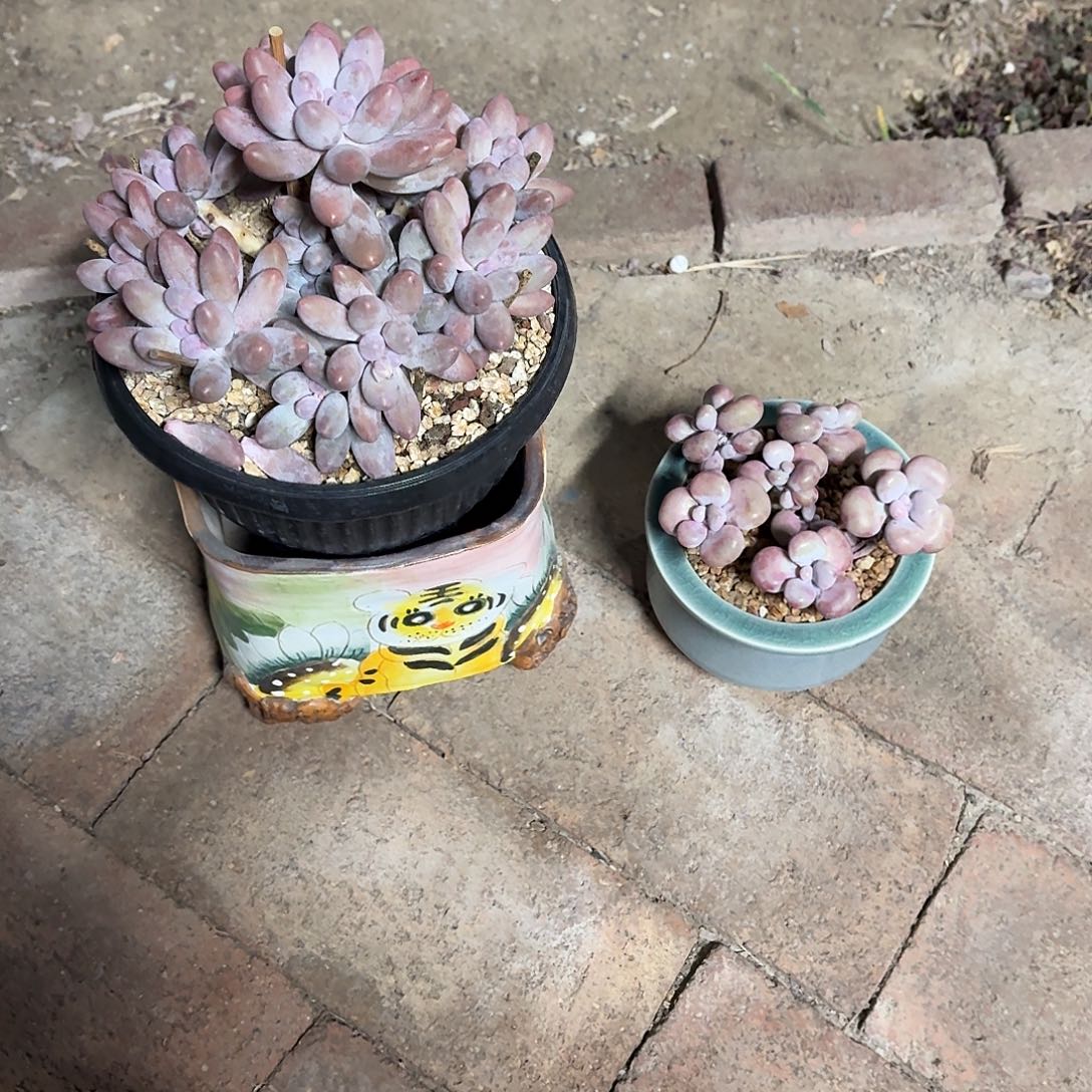 米***豆汤圆大群➕老虎方盆，腰子蛋带冰裂釉盆寄养到春天发货