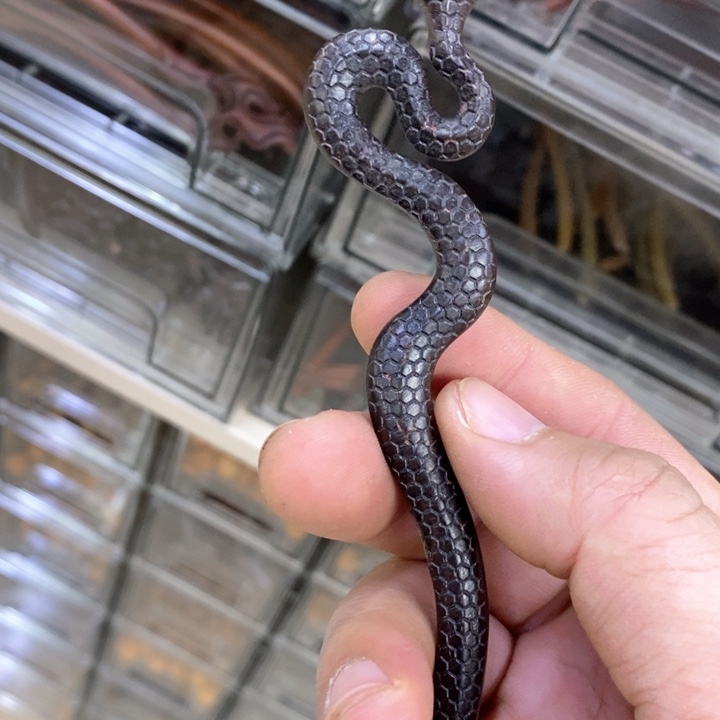 核桃木/黑胡桃（胡桃木）手串/手链