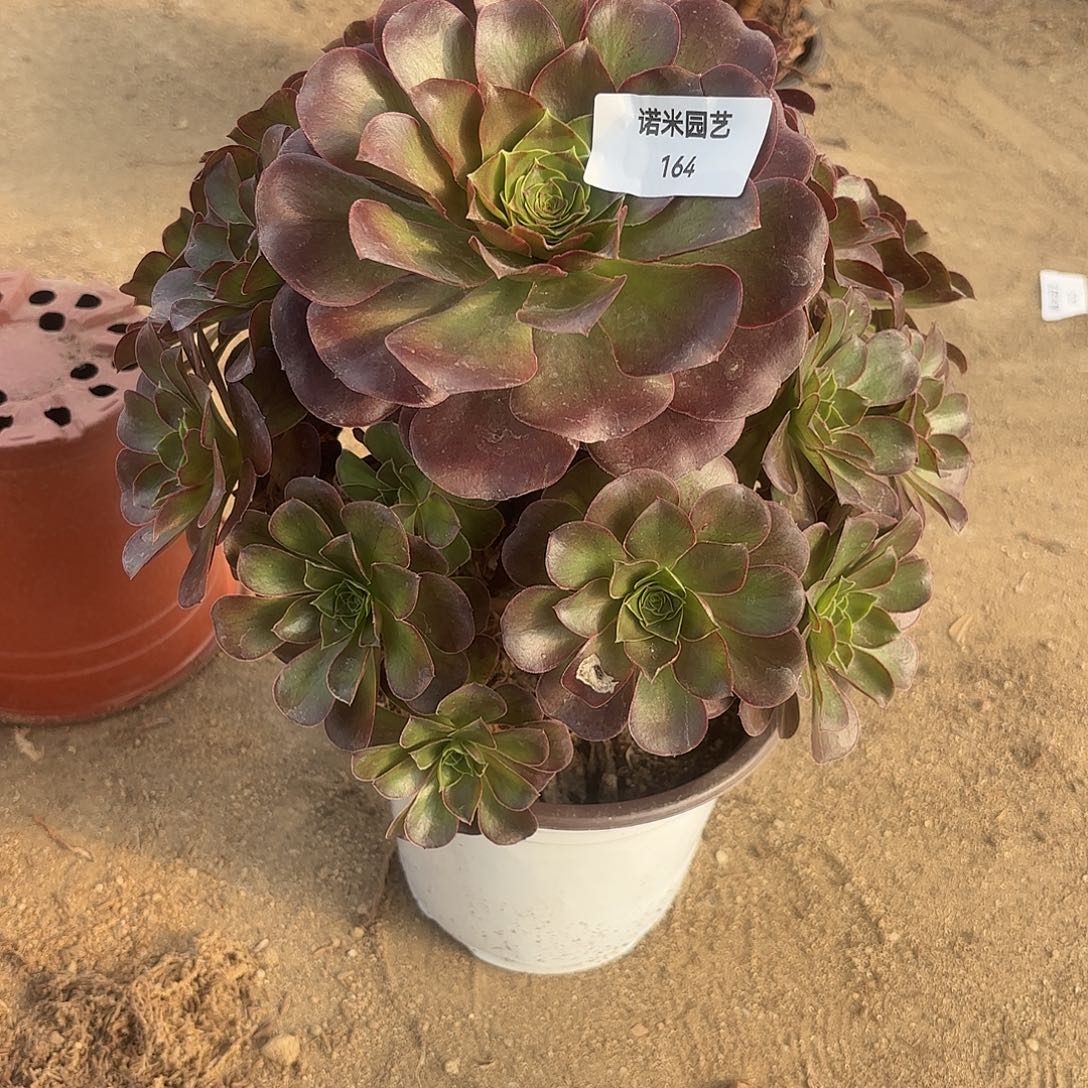魅金手捧多肉植物164