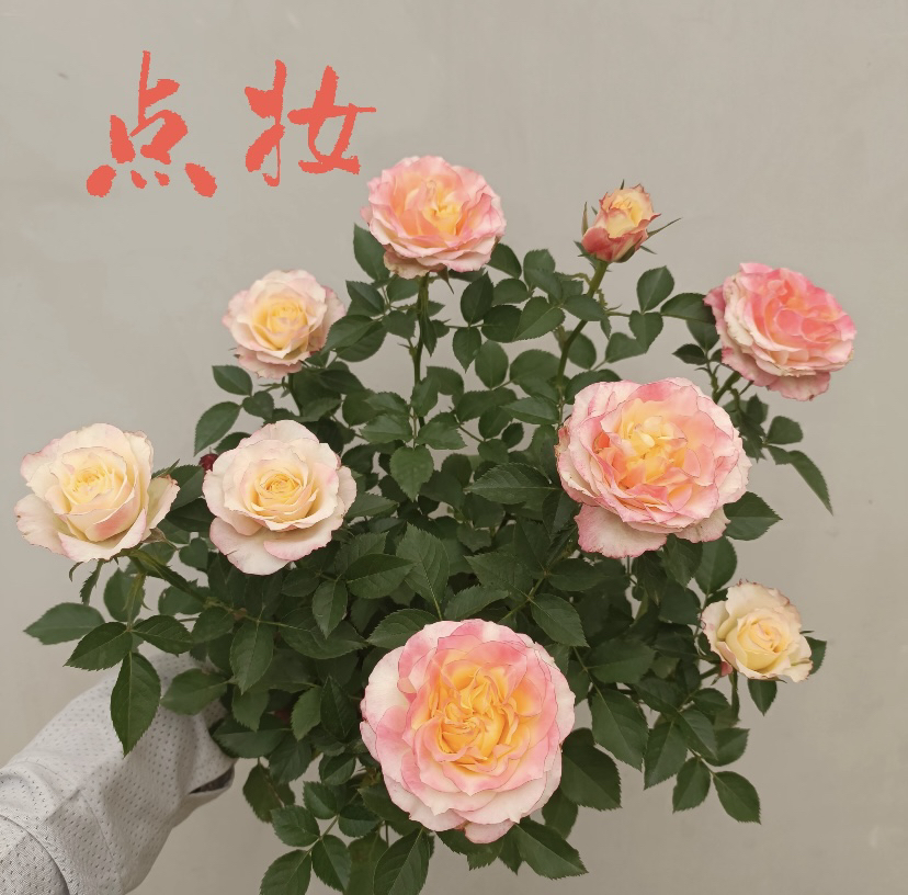 （点妆）多颗月季盆栽四季开花