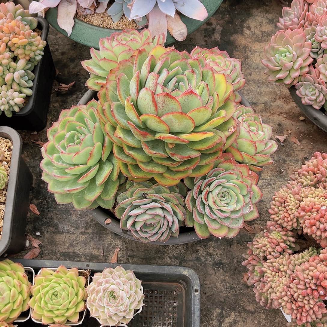 ?*紫晨露999999999999