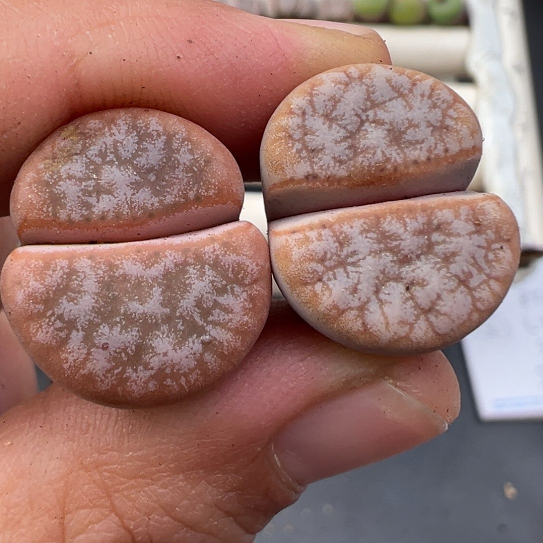 12.12好看的多肉脱土发货784