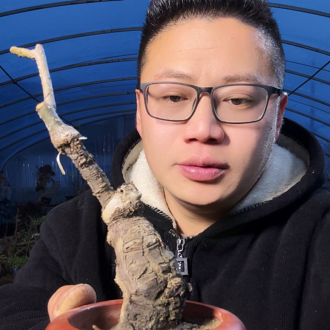 坦***8当前无花朵，栽培后可花朵