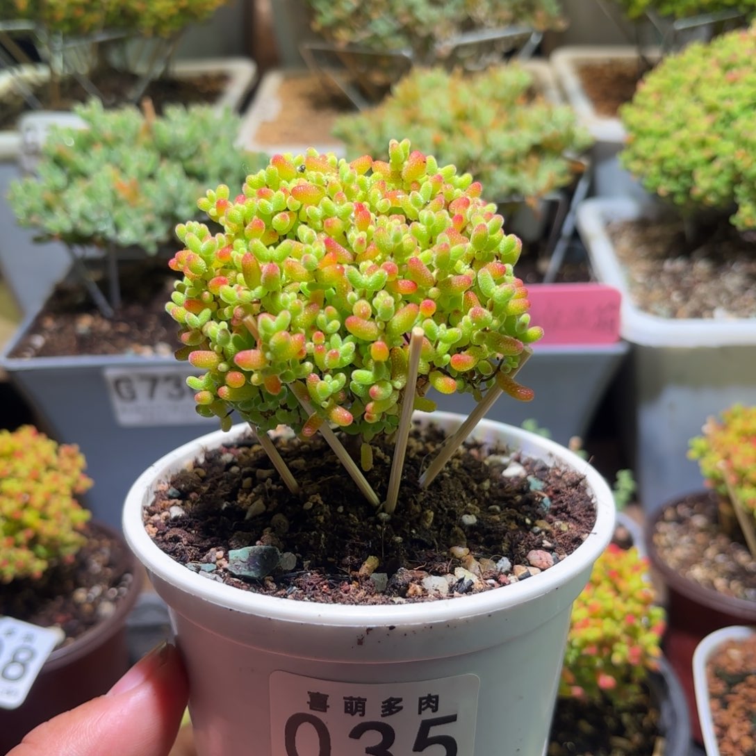 枝干番杏密橘糖球035