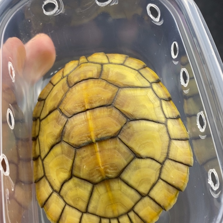 巴西彩龟母66666666