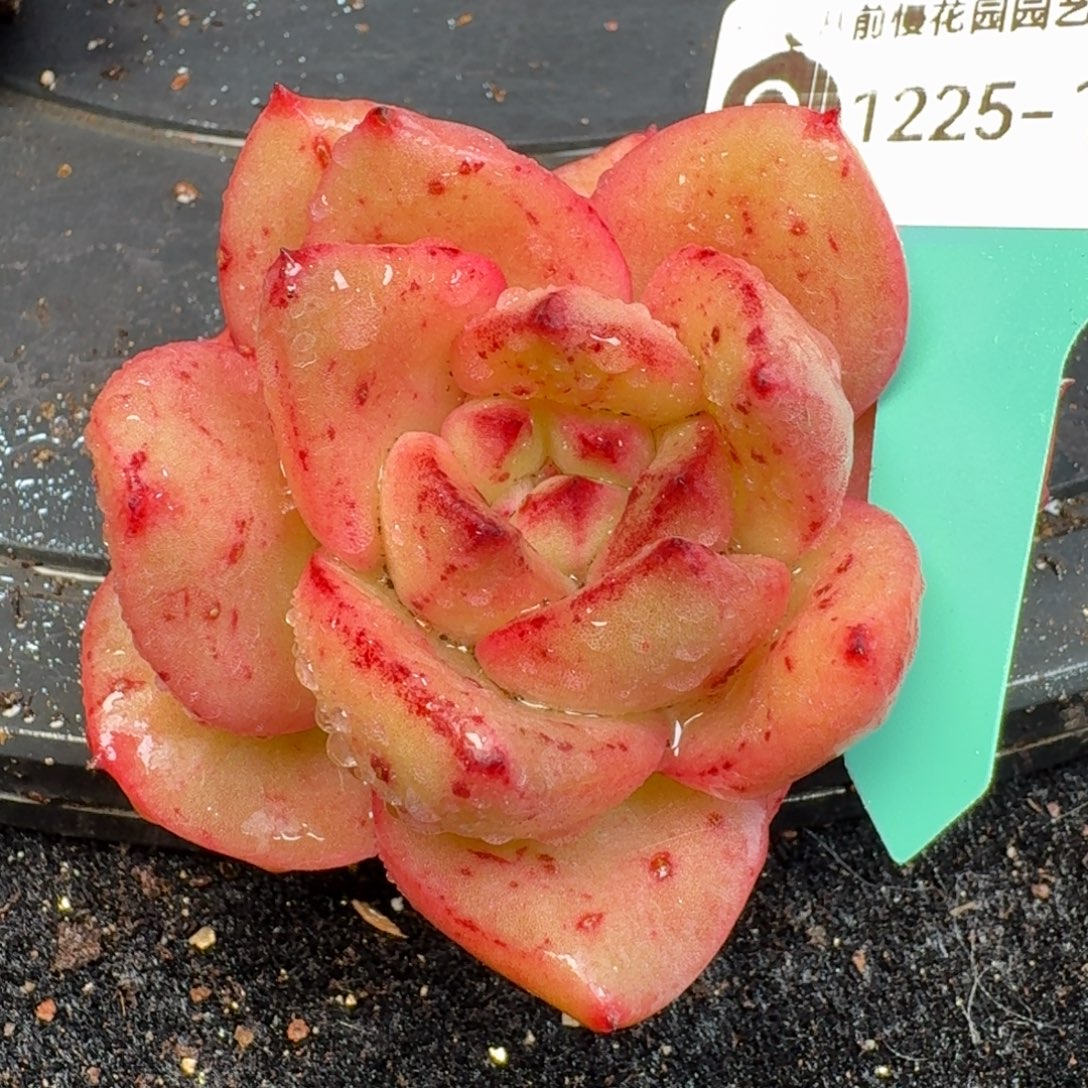 从前慢多肉精选编号1225.180原始红酒