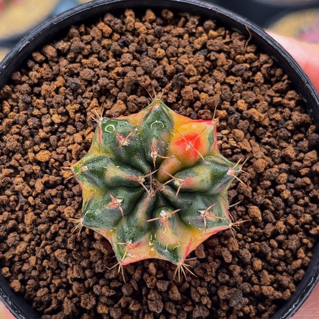 安达曼珍珠 米哈仙人球